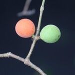 Pleiocarpa pycnantha Fruit