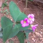 Oxalis latifolia Flower