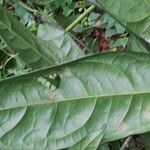 Cola acuminata List