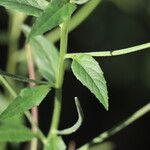 Epilobium ciliatum Levél