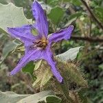 Solanum crinitum Flower