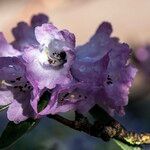 Rhododendron anthosphaerum Blomma