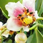 Clusia minor Flor