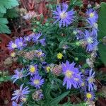 Symphyotrichum laeve Цвят