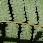 Thelypteris dentata Leaf