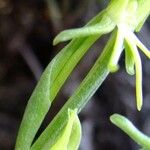 Habenaria tridactylites Flower