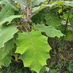 Solanum quitoense Levél