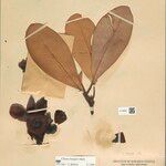 Clusia insignis Fruto
