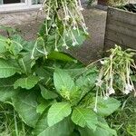 Nicotiana sylvestris 形态