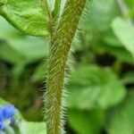 Pentaglottis sempervirens Rhisgl