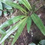 Elaphoglossum acrostichoides List
