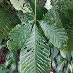 Vitex cooperi Hoja