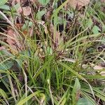 Carex digitata Характер