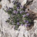 Globularia alypum Habit