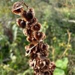 Rumex cristatus 果實