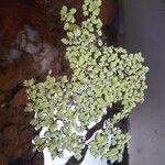 Azolla filiculoidesLeaf