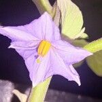 Solanum melongena Kvet