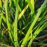 Carex grayi Leaf