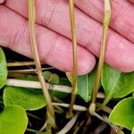 Pyrola rotundifolia പുറംതൊലി