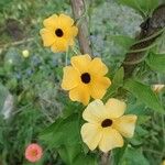 Thunbergia alataFlower