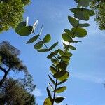 Eucalyptus cinerea Leaf