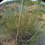 Leptadenia pyrotechnica Corteza
