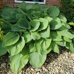 Hosta sieboldiana Habitus