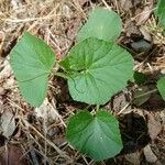 Cucumis sativusLeaf