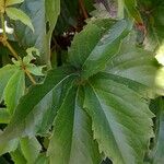Parthenocissus inserta 葉