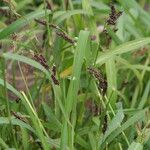 Echinochloa frumentacea Blüte