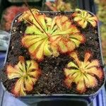 Drosera spatulata Leht