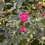 Rosa gallica Агульны выгляд