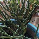 Euphorbia tirucalli ഇല
