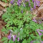 Fumaria agraria Hoja