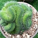 Mammillaria spinosissima Leaf