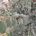 Celtis africana Folio