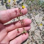 Medicago littoralis Yeri