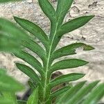 Scabiosa ochroleuca Leaf