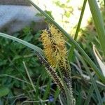 Carex acuta Λουλούδι