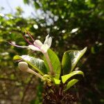Volkameria aculeata Flower
