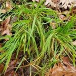 Carex pendula Habit