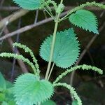 Urtica morifolia Autre