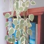 Peperomia serpens List