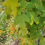 Acer saccharum Blad