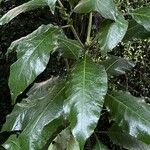 Meryta sinclairii Leaf