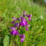 Anacamptis morioBlomma