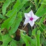 Ipomoea mombassana Flower