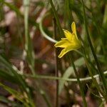 Gagea spathacea Övriga