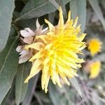 Hyaloseris salicifolia Flower