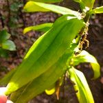 Ixanthus viscosus Hoja